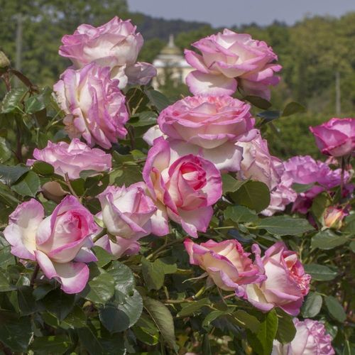 Blanche - rose - rosiers hybrides de thé